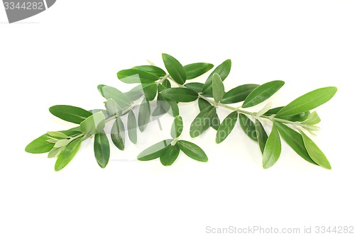 Image of green olive branches