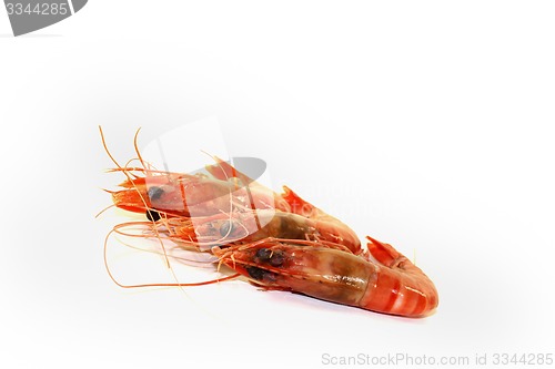 Image of three fresh Shrimp