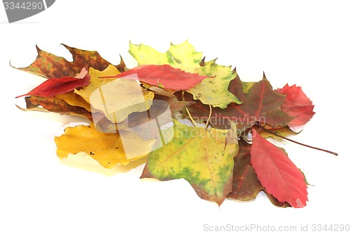 Image of colorful autumn leaves