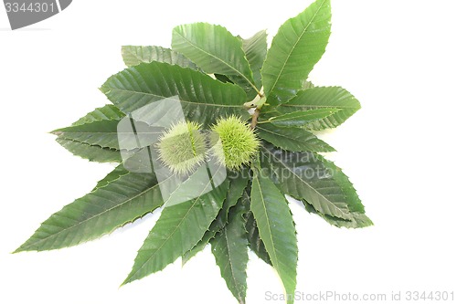 Image of Chestnut