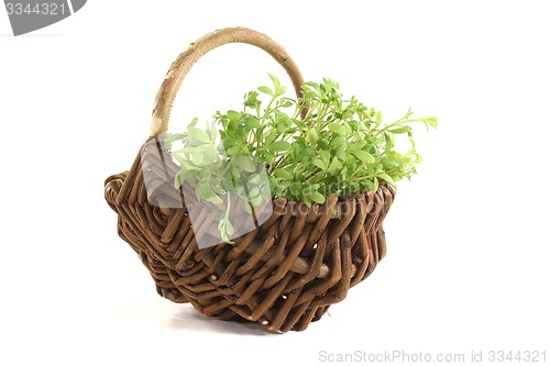 Image of green garden cress in a basket