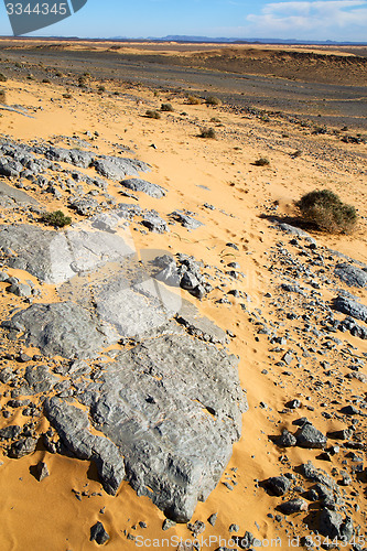 Image of  old fossil in  the desert  