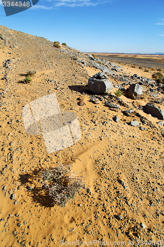 Image of  old fossil in  the desert  bush  rock  stone sky