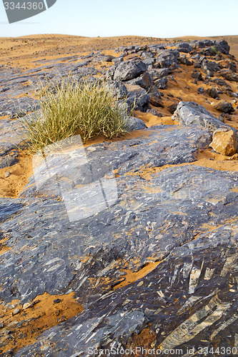 Image of  old fossil in  the desert of bush