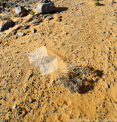 Image of  old fossil in  the desert of morocco sahara and rock  stone sky