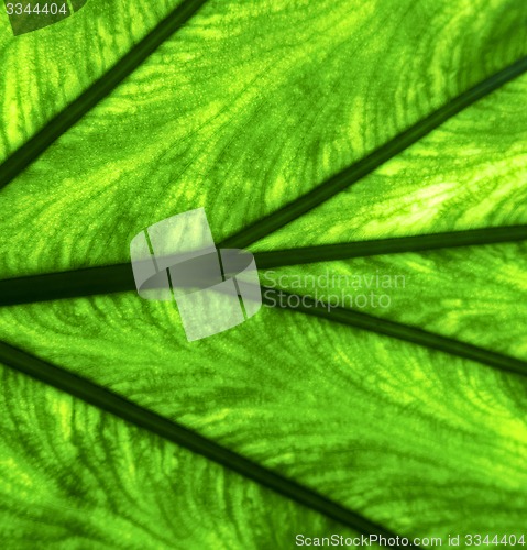 Image of abstract  background   in the light 