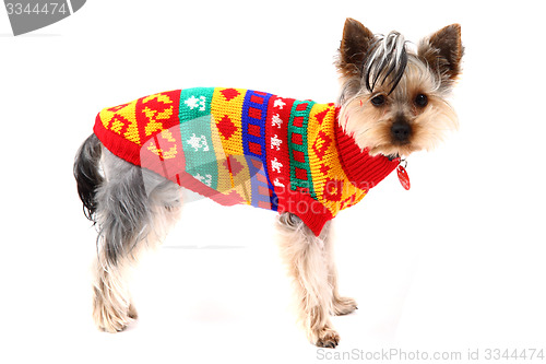 Image of yorkshire terrier dressed isolated 