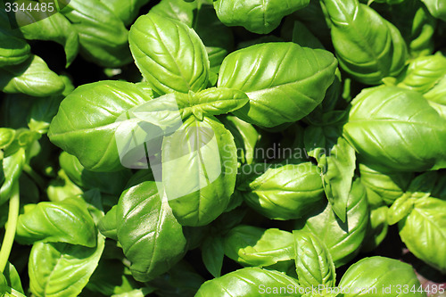 Image of basil leaves background