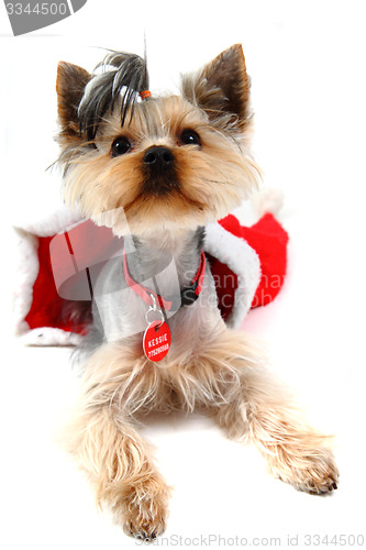 Image of yorkshire terrier dressed isolated 