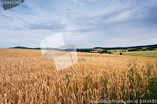 Image of Summer landscape