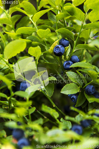 Image of Bilberry, whortleberry or European blueberry