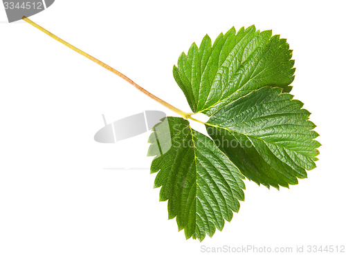 Image of Green strawberry leaf