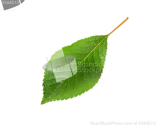 Image of Single green leaf of cherry