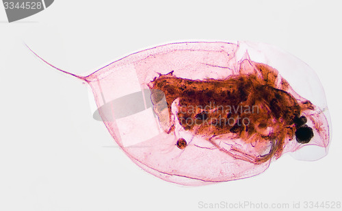 Image of Water Flea Daphina