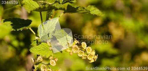 Image of blossoming of blackcurrant  