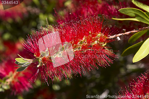 Image of Bottle-Brush