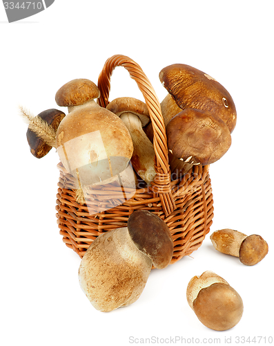 Image of Boletus Mushrooms