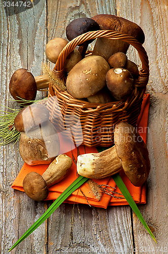 Image of Boletus Mushrooms