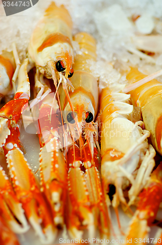 Image of Langoustines