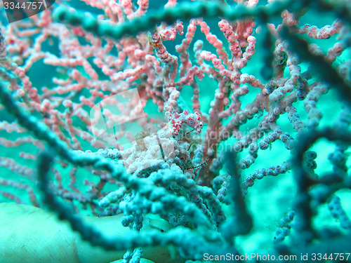 Image of Bargibanti Pygmy Seahorse the smallest in the world in Bali