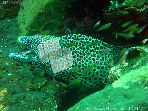 Image of  Giant spotted moray hiding  amongst coral reef on the ocean flo