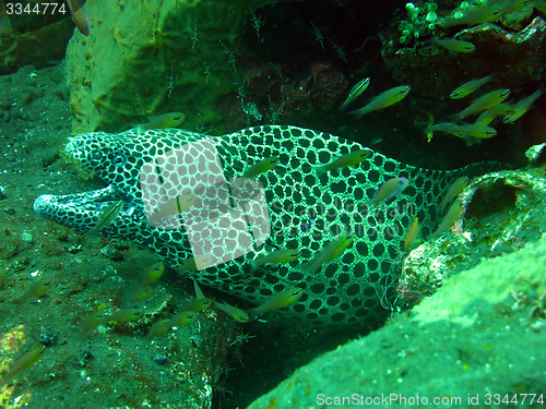 Image of  Giant spotted moray hiding  amongst coral reef on the ocean flo