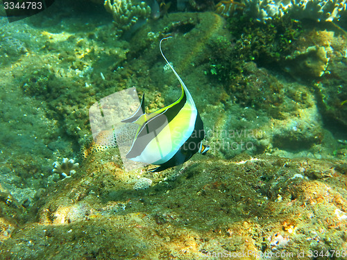 Image of Thriving  coral reef alive with marine life and  tropical fish (