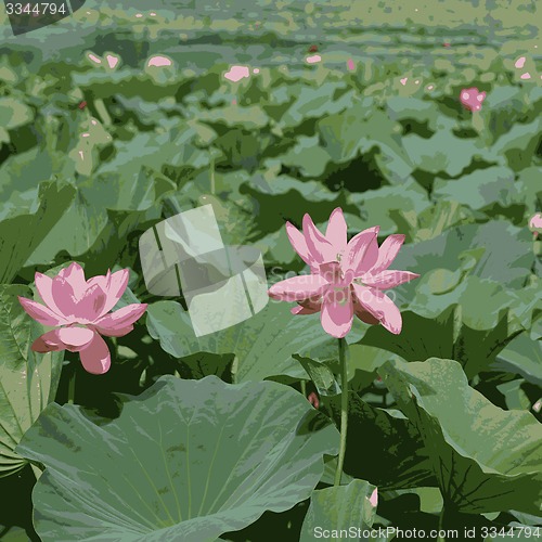 Image of Lotus  pink flower on  pond in green leaf. Vector illustration.