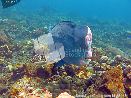 Image of Fish Humphead Parrotfish, Bolbometopon muricatum in Bali.