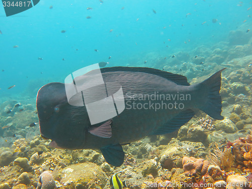 Image of Fish Humphead Parrotfish, Bolbometopon muricatum in Bali.