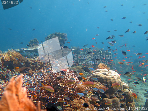 Image of Thriving  coral reef alive with marine life and shoals of fish, 