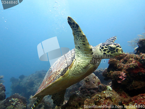 Image of Hawksbill  sea turtle   current on coral reef  island, Bali.
