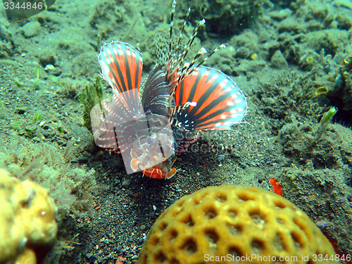 Image of Lionfish (pterois) on coral reef Bali.