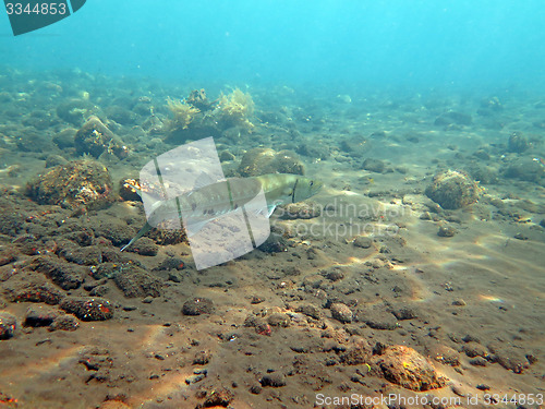 Image of Great Barracuda fish in ocean Bali          