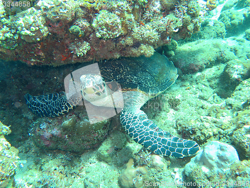 Image of Hawksbill  sea turtle   current on coral reef  island, Bali.