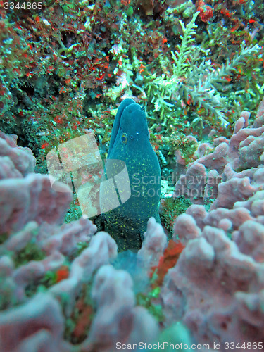 Image of Giant moray hiding  amongst coral reef on the ocean floor, Bali.