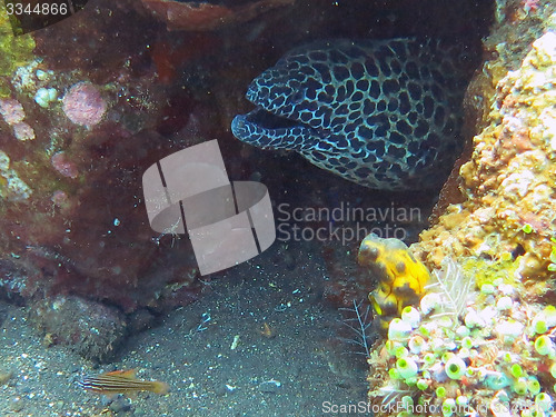 Image of  Giant spotted moray hiding  amongst coral reef on the ocean flo