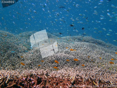 Image of Thriving  coral reef alive with marine life and shoals of fish, 