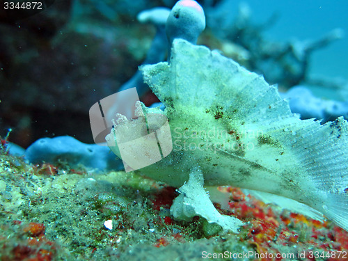 Image of Thriving  coral reef alive with marine life and  fish, Bali.