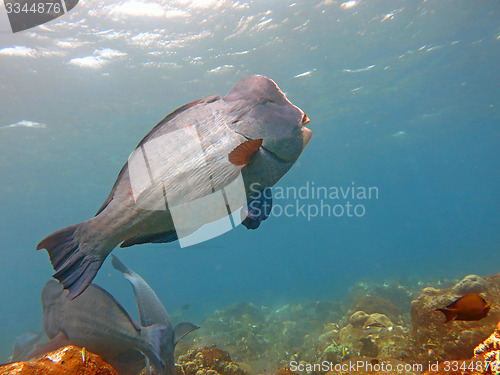 Image of Fish Humphead Parrotfish, Bolbometopon muricatum in Bali.