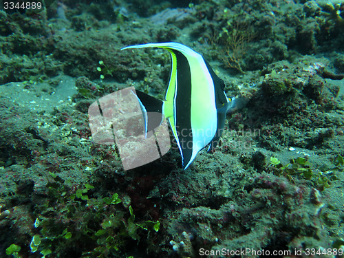 Image of Thriving  coral reef alive with marine life and  tropical fish (