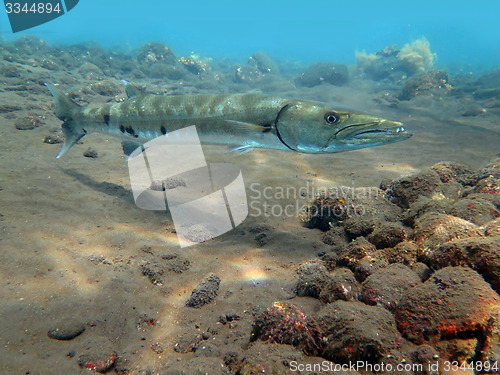 Image of Great Barracuda fish in ocean Bali          