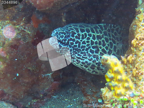 Image of  Giant spotted moray hiding  amongst coral reef on the ocean flo