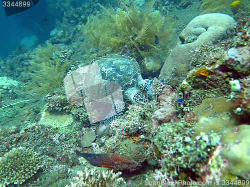 Image of Hawksbill  sea turtle   current on coral reef  island, Bali.