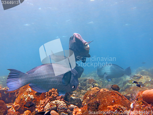 Image of Fish Humphead Parrotfish, Bolbometopon muricatum in Bali.