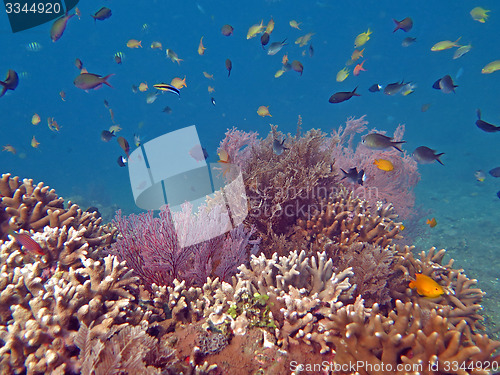 Image of Thriving  coral reef alive with marine life and shoals of fish, 