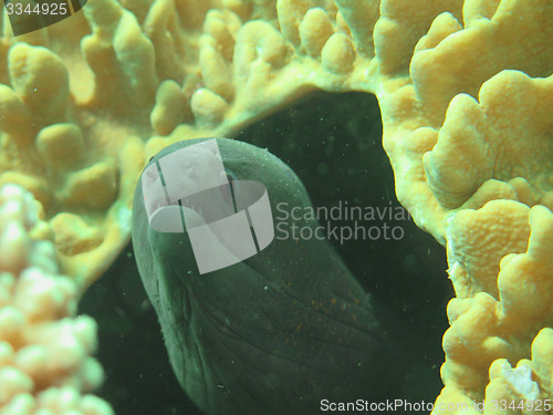 Image of Giant moray hiding  amongst coral reef on the ocean floor, Bali.