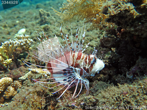 Image of Lionfish (pterois) on coral reef Bali.