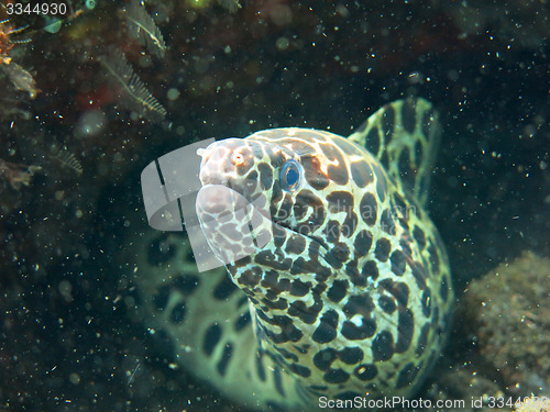 Image of  Giant spotted moray hiding  amongst coral reef on the ocean flo