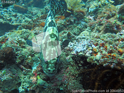 Image of Thriving  coral reef alive with marine life and  fish, Bali.